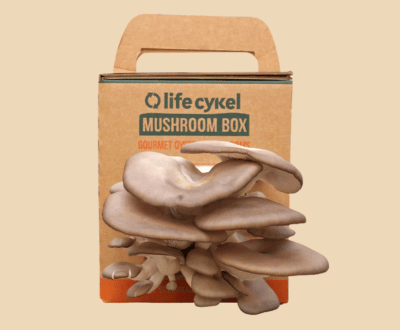 Mushroom_boxes_Wholesale_with_logo_-_Kwick_Packaging.png