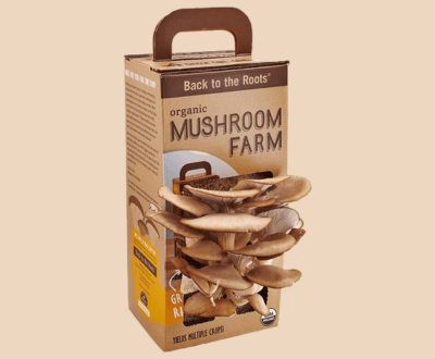 Mushroom_Packaging_boxes_-_Kwick_Packaging
